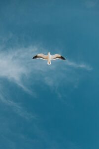 Seagull soaring high in a clear blue sky with wispy clouds.